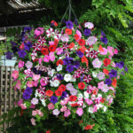 Premium Pre-planted Petunia Union Jack Rattan Basket