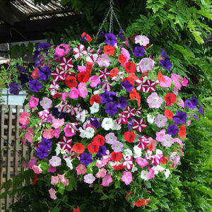 Premium Pre-planted Petunia Union Jack Rattan Basket