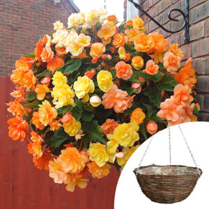 Premium pre-planted begonia rattan basket