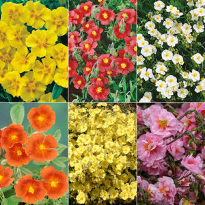 Rock Roses, Helianthemum Collection