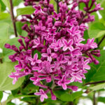 Syringa Bloomerang Dark Purple