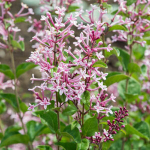 Syringa Boomerang Pink Perfume in a 13cm Pot