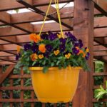 Viola Totally Brilliant Hanging Basket